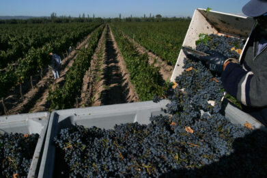 FOTO BODEGA TRAPICHE 1